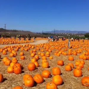 Plomero,Camarillo Ca